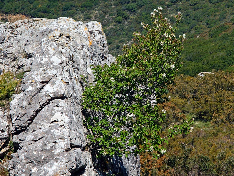 Amelanchier ovalis Medik.